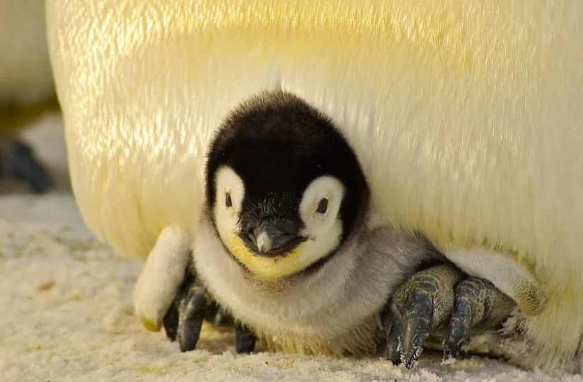Baby Chinstrap Penguin
