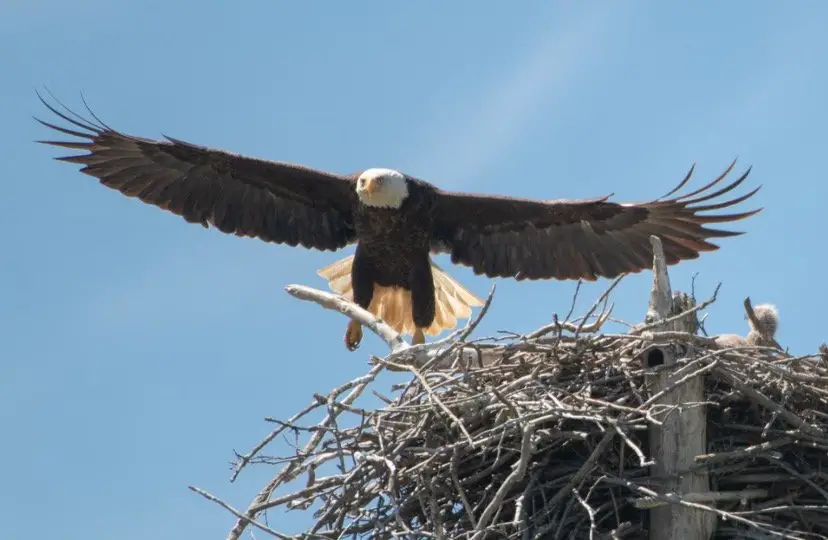 Baby Eagle in the nest