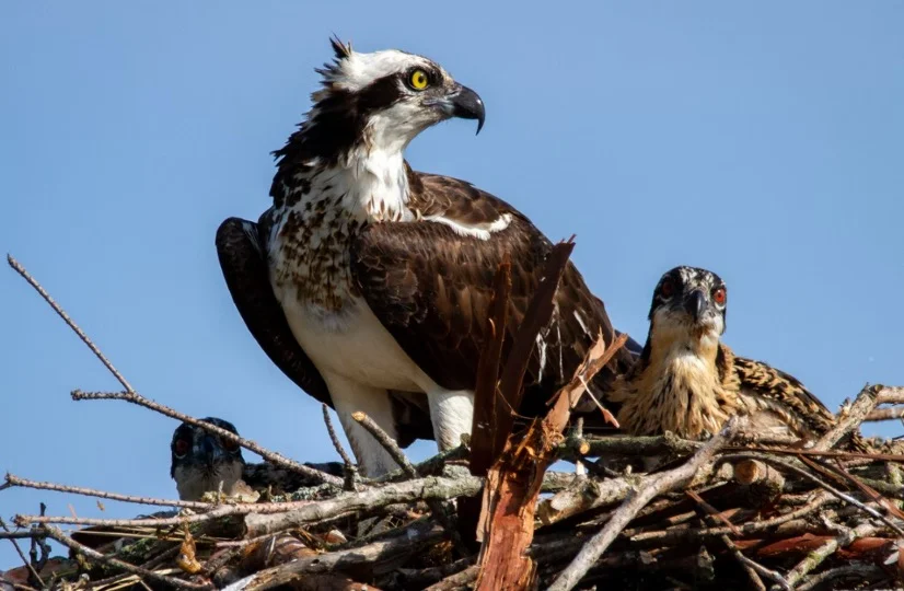Baby Eagle with adult eagle