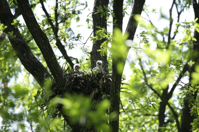 Baby Eagles in their nest