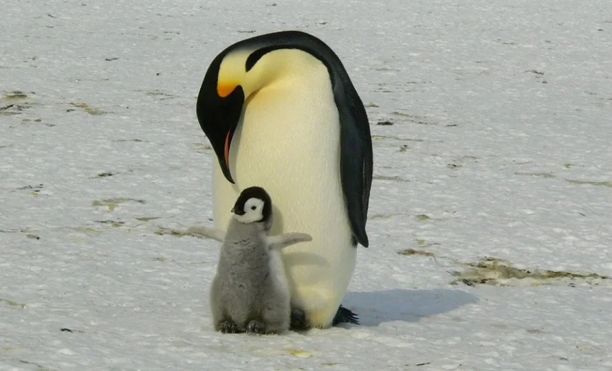 Baby Emperor Penguin