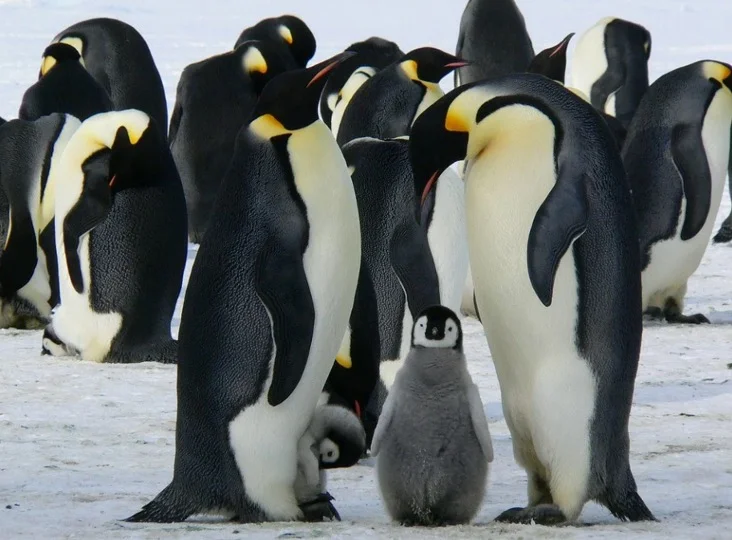 Baby Emperor Penguins