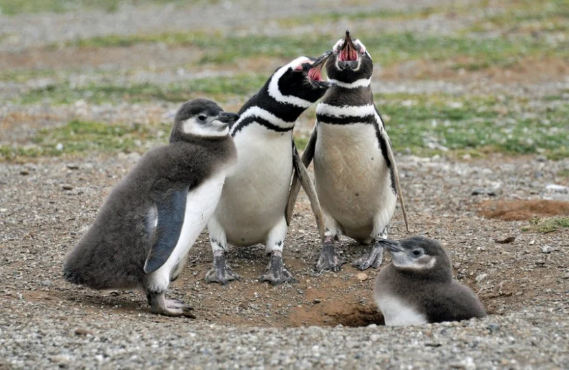 Baby Gentoo Penguin