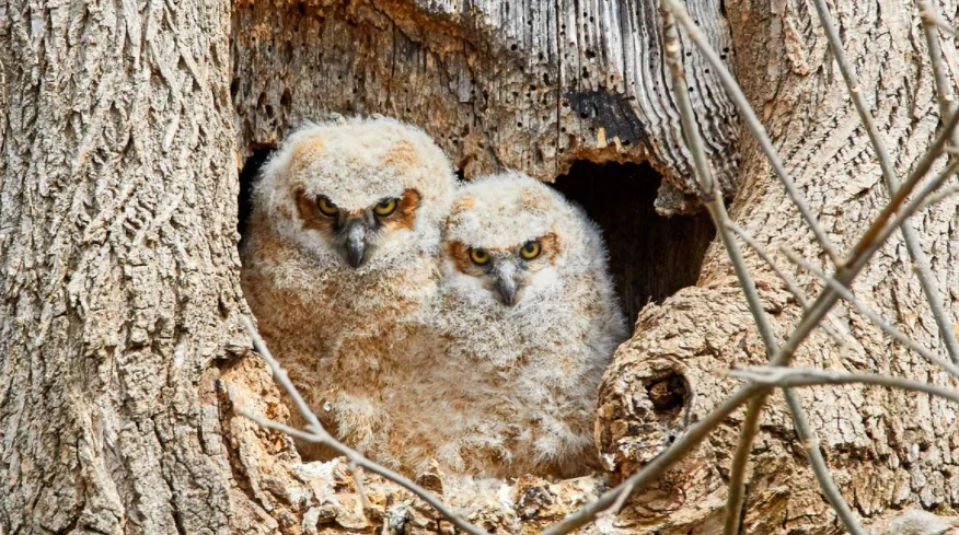 Baby Great Horned Owl