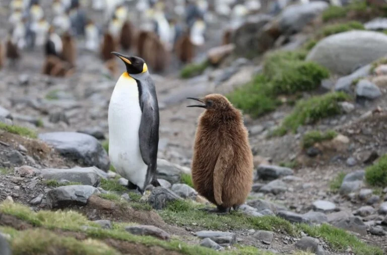Baby Penguins All The Facts, Care, Pictures I TheBirdPedia