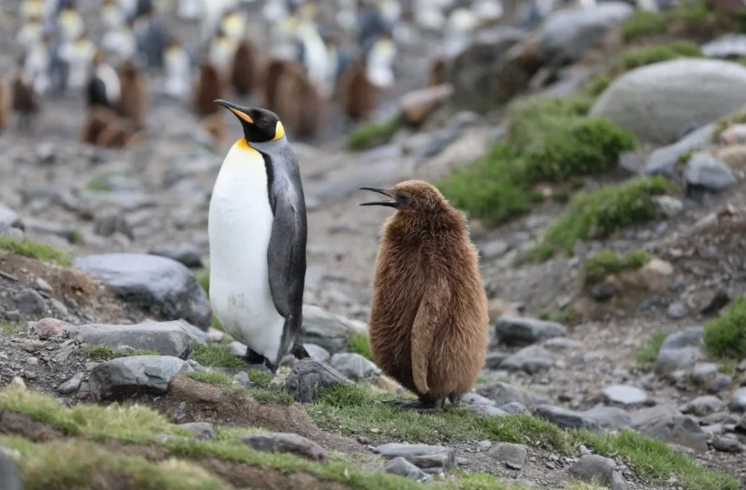 Baby King Penguin with parent