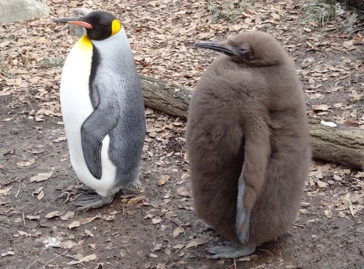 Baby King Penguin