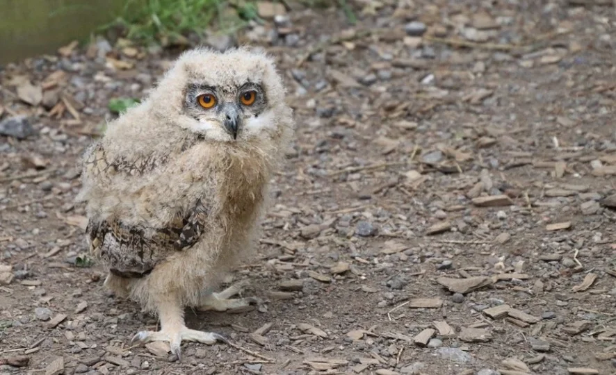 Baby Owl on the ground 1