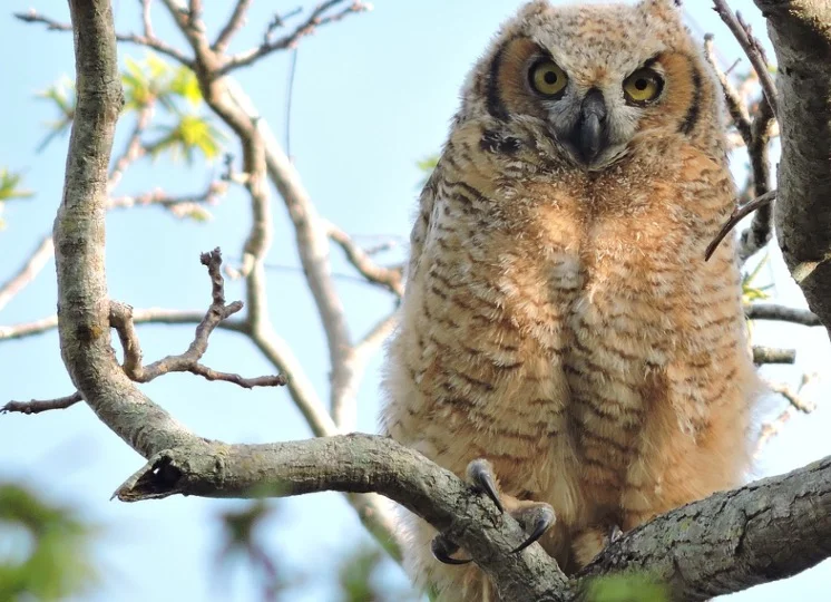 Baby Owl sitting on tree branch