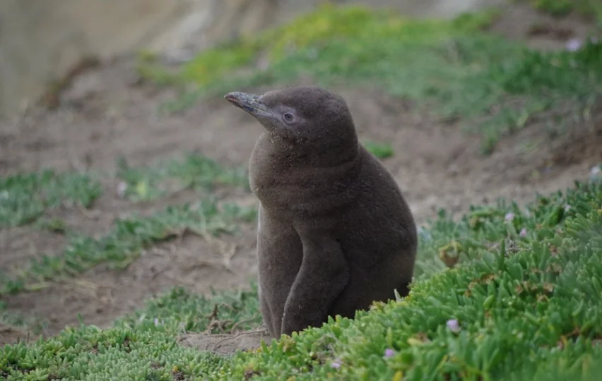 Baby Penguin sitting on grass