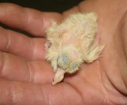 Baby Pigeon - Hatchling