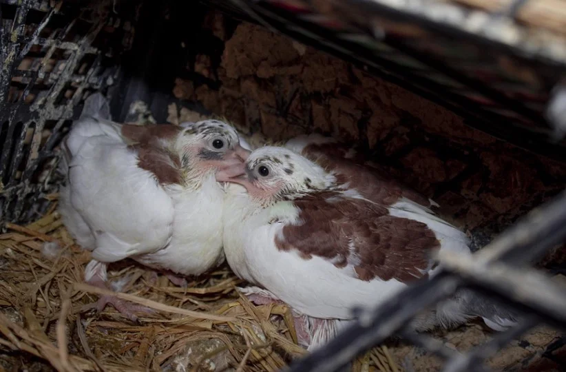 Baby Pigeons in the nest