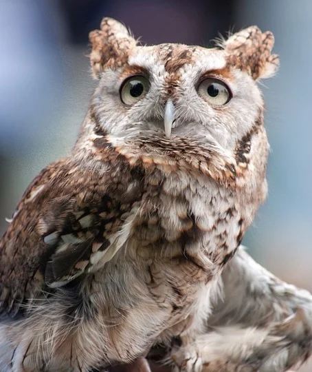 Baby Screech Owl