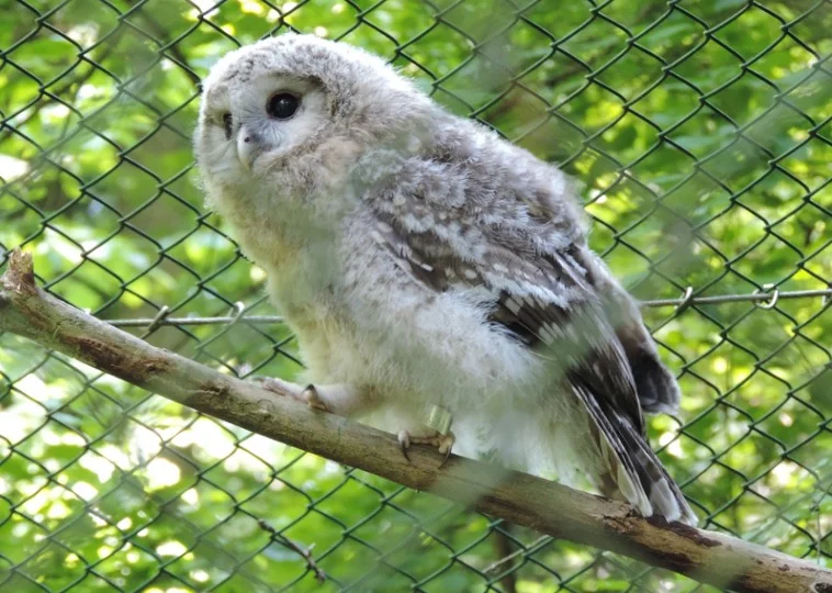 Baby Snowy Owl