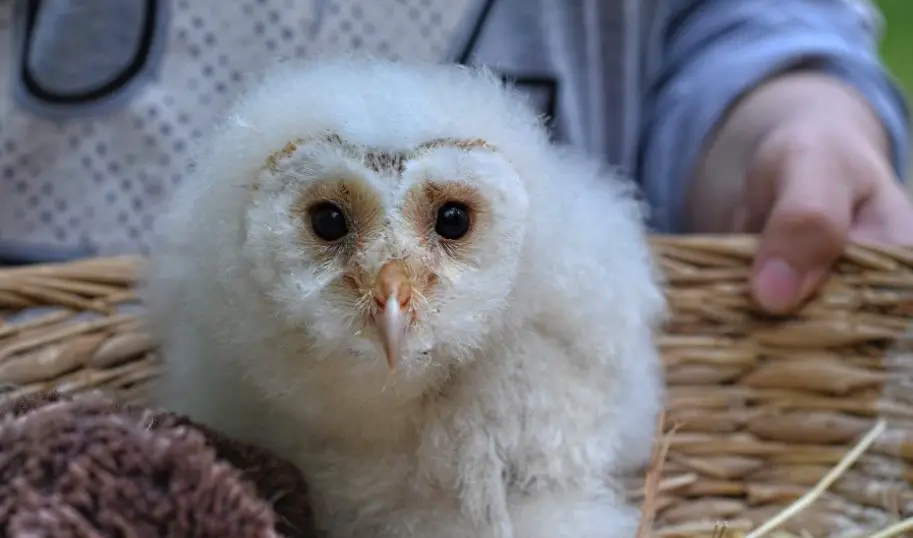 Baby Snowy Owl