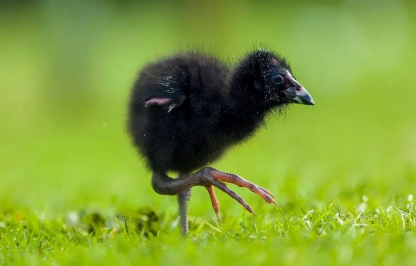 Baby bird walking