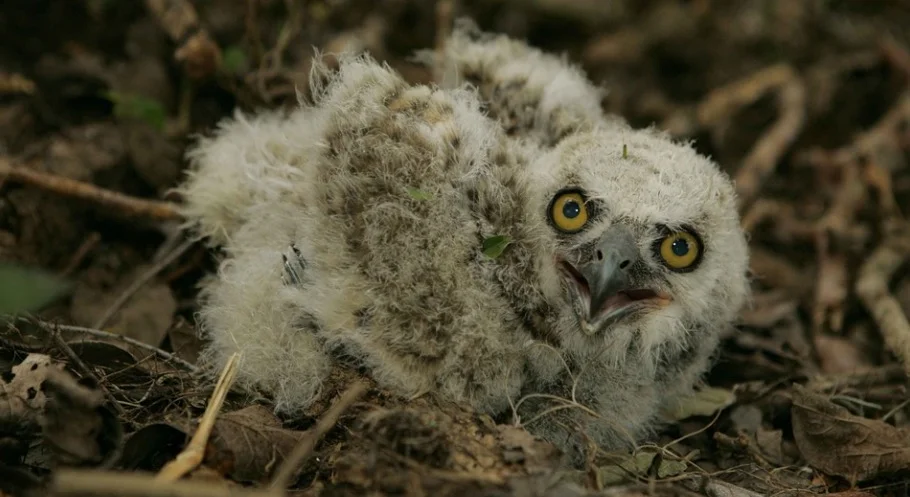 Baby owl in his nest