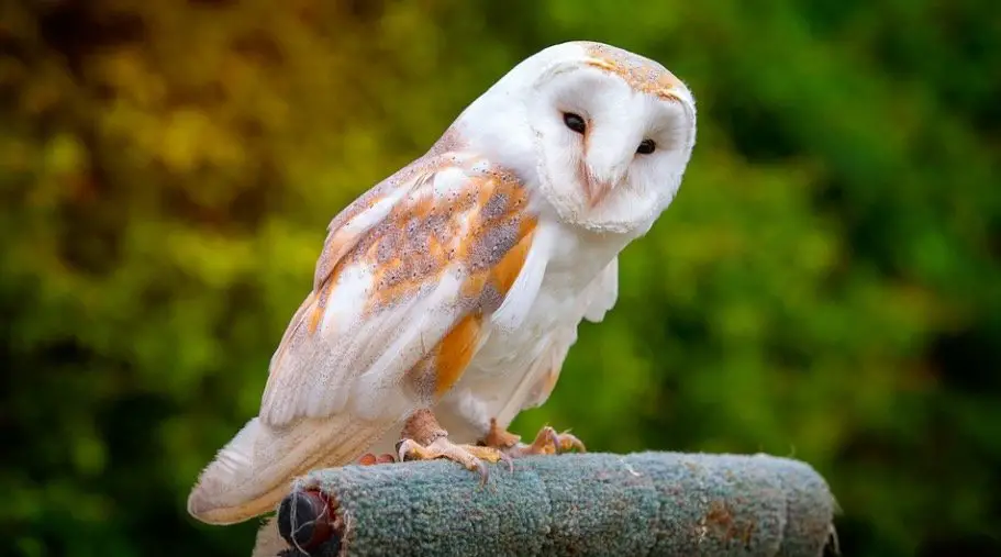 Barn owl sitting