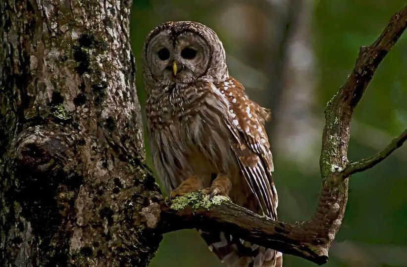 Barred Owl