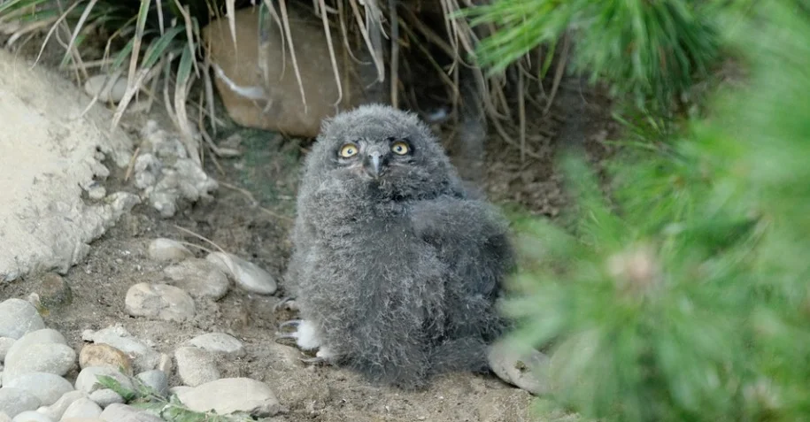 Black baby Owl