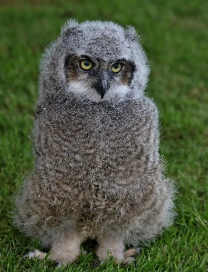 Brown baby Owl