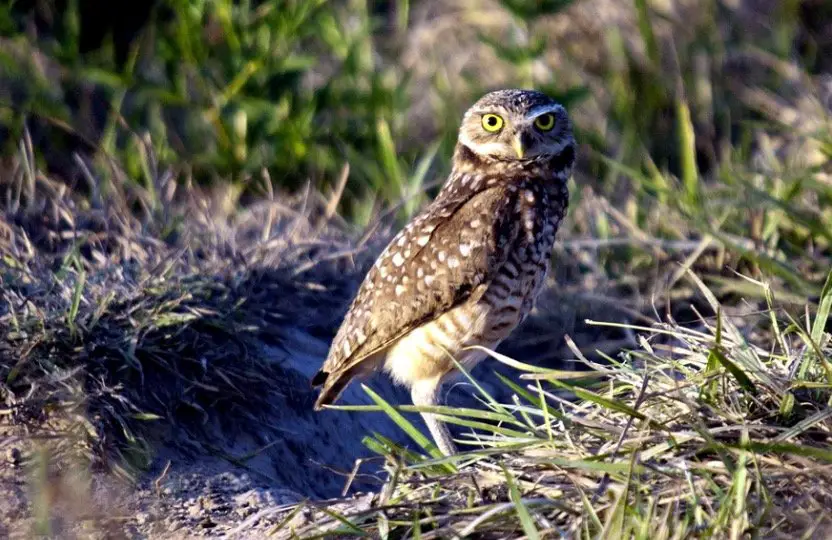 Burrowing Owls