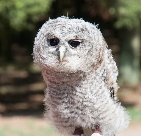 Cute Baby owl sitting on hand