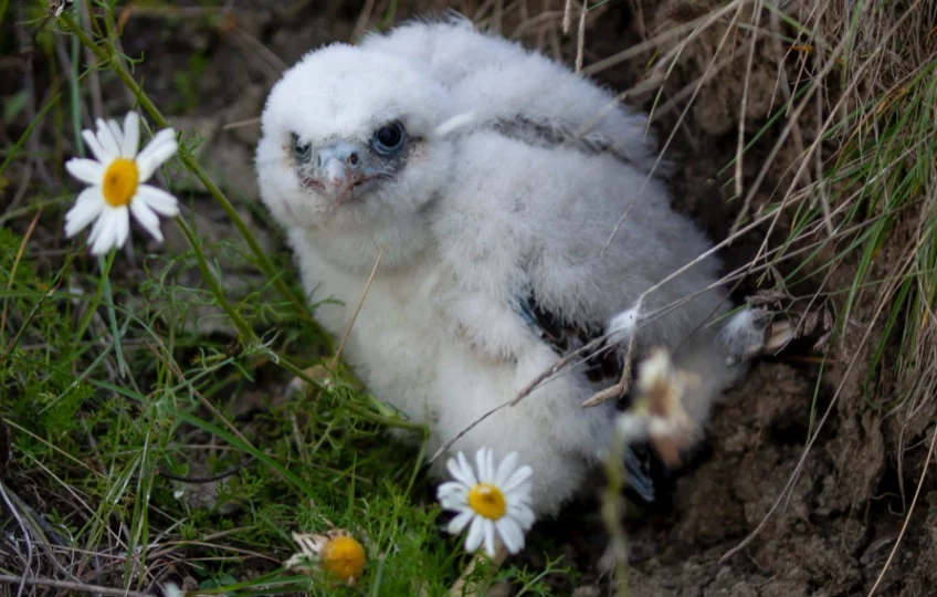 Cute baby owl