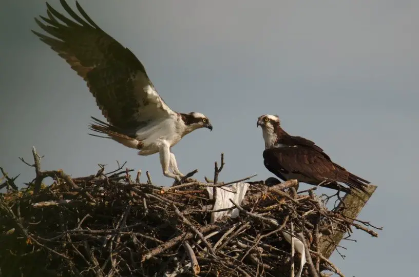 Eagles sitting in their nest