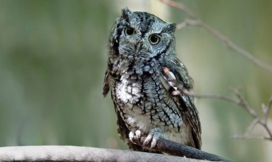 Eastern Screech-Owl