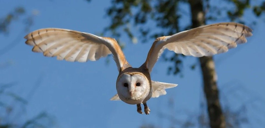 Flying Barn Owl