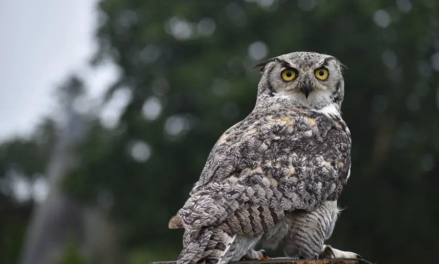 Great Horned Owl