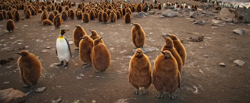 Group of Baby King Penguin