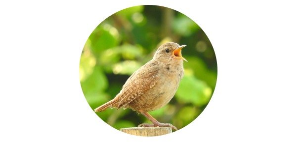 How To Attract Wrens To Your Yard