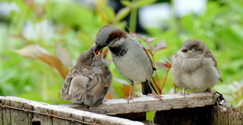 Mother Bird Feeding Baby Bird