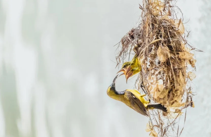 Mother Feeding baby bird in nest