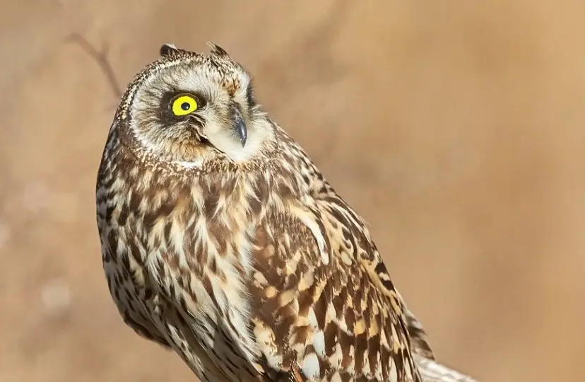 Short-eared Owl