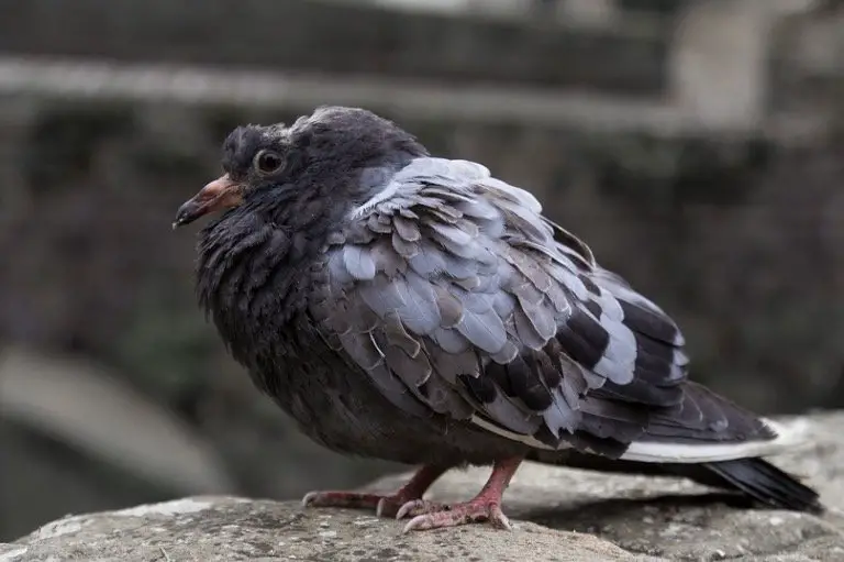 Bird Flu in Pigeons: Symptoms & Prevention I TheBirdPedia