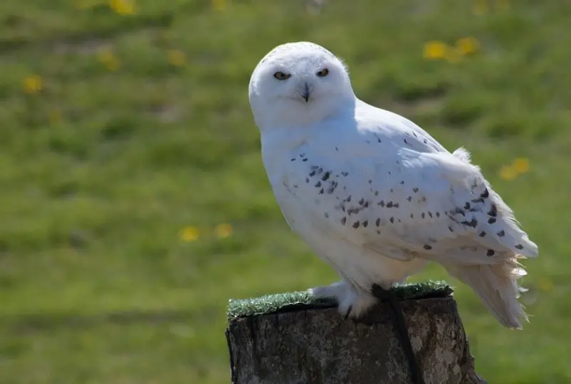 Snowy Owls