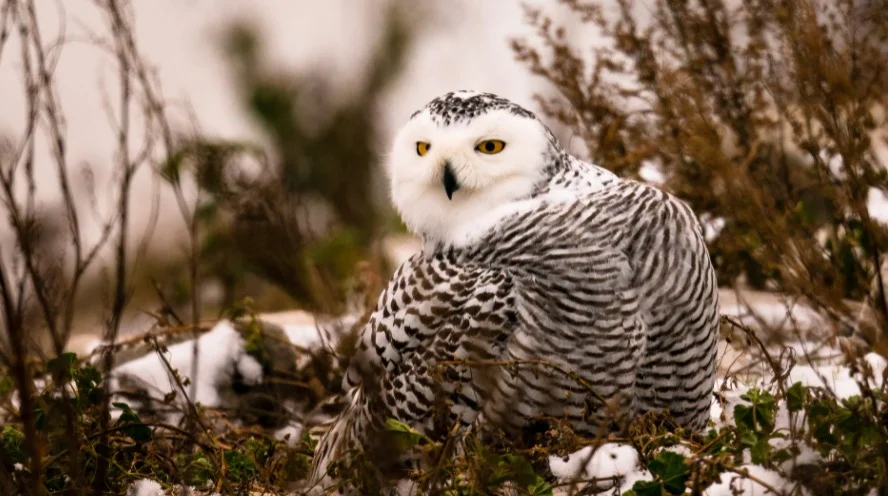 Snowy baby owl