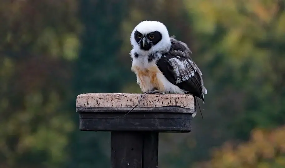 The Spectacled Owl