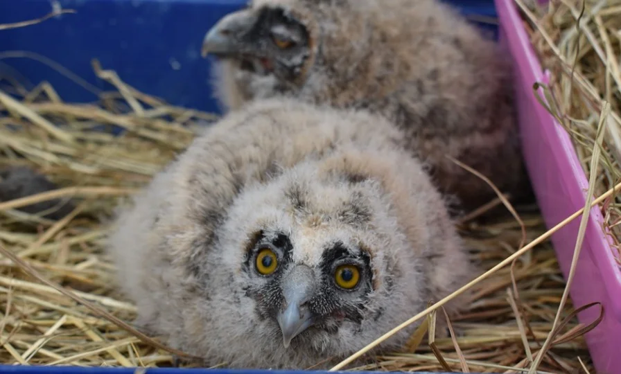 Tiny Cute baby owl