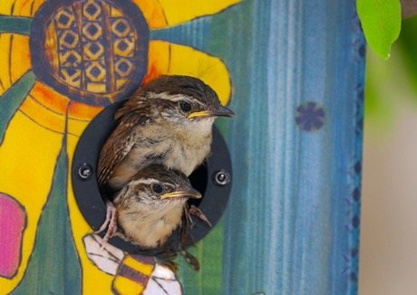 Wren in bird house with baby wren