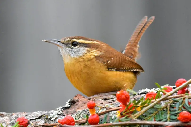 Wren sitting in the back yard