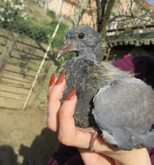 Young Baby Pigeon