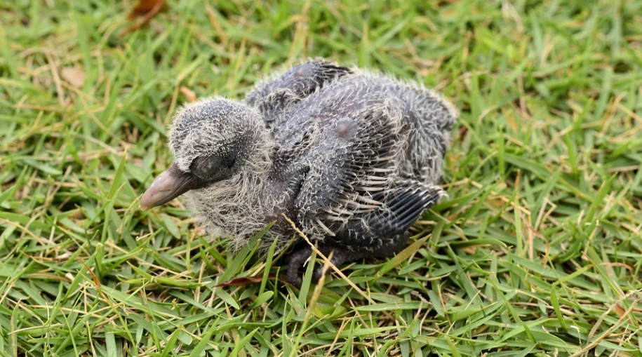 Young Baby Pigeon on the ground