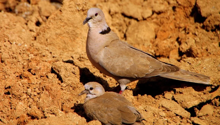 Young Baby Pigeon with father