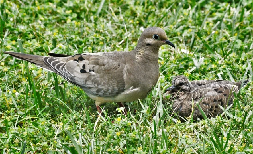 Young Baby Pigeons with Mother on ground