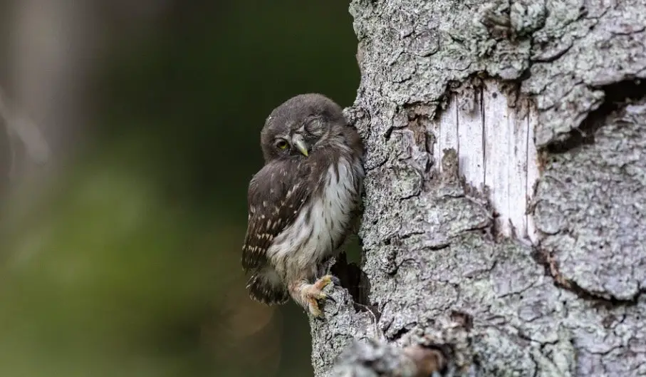 Young owl on tree trunk