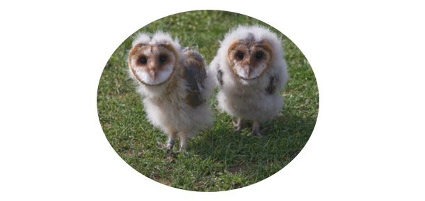 baby owls